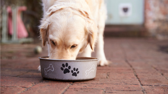 Pet Food Company Increases Sales Using Food Export's Market Builder Program